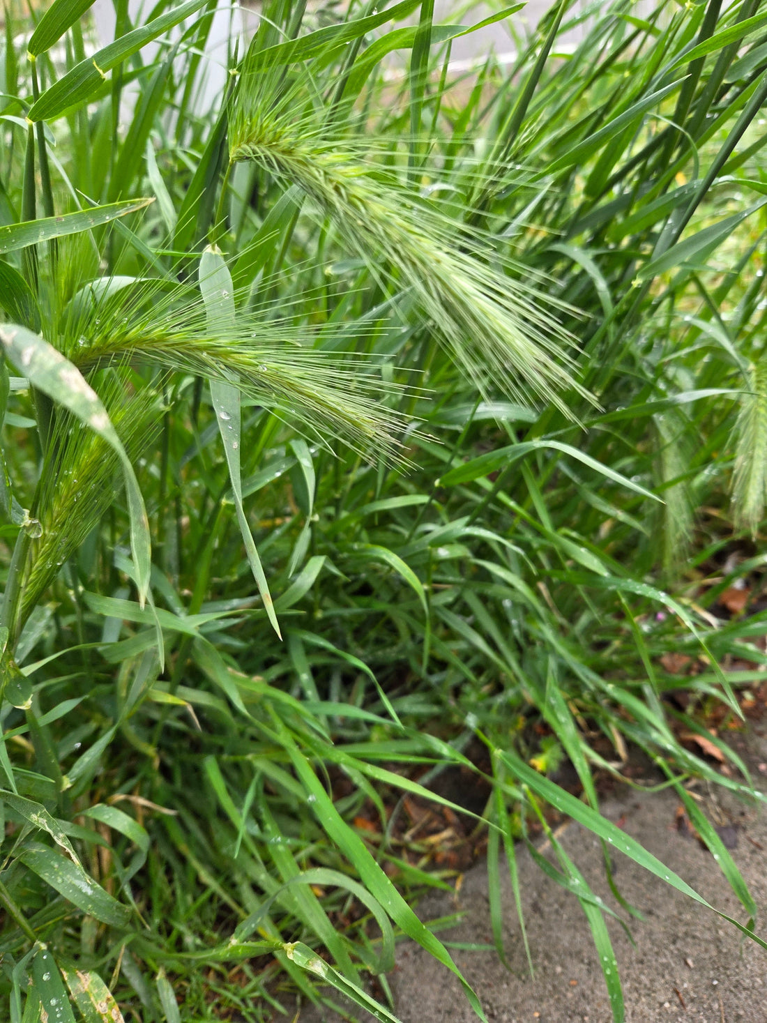 Grasaar in hoog gras tijdens het grasaarseizoen voor honden