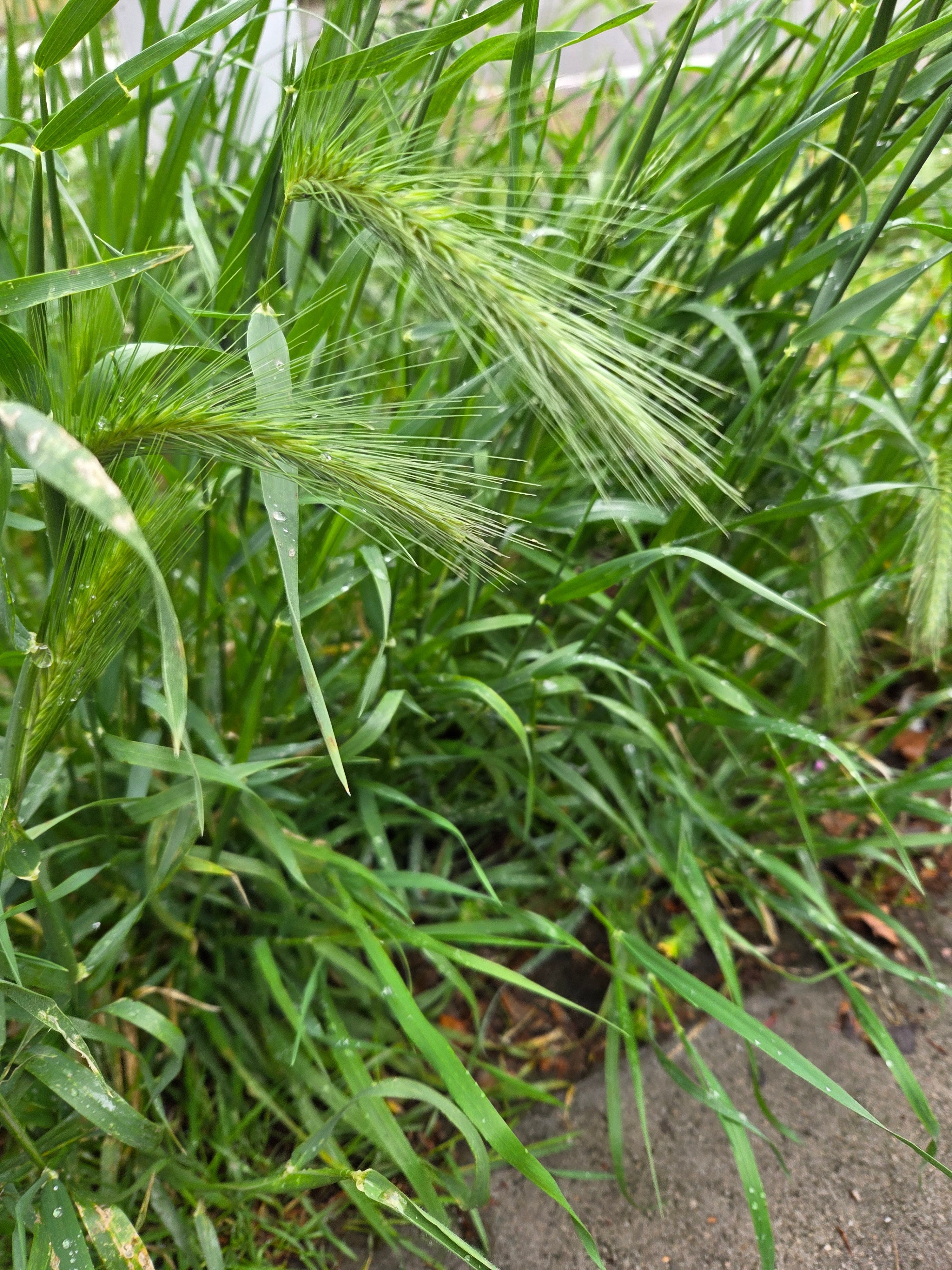 Grasaar in hoog gras tijdens het grasaarseizoen voor honden