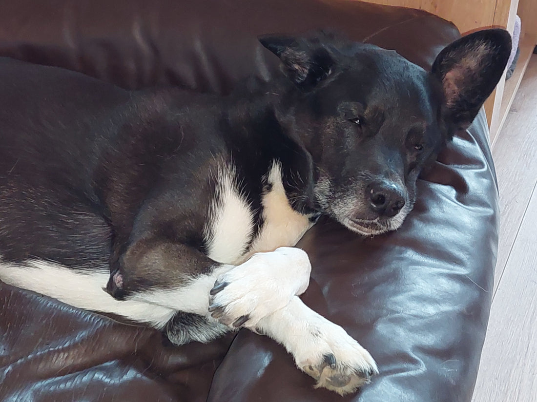 Kortharige hond tijdens natuurlijke vachtverzorging zonder overmatig borstelen