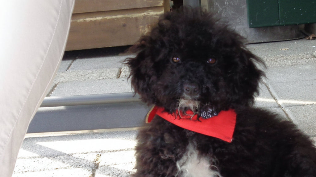 Puppy in huis bij een eigenaar, met focus op de eerste weken vol liefde, gewenning en het opbouwen van een rustige basis.